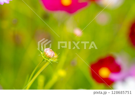 秋の蕾 128685751