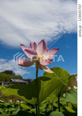 夏の空と中尊寺蓮 夏の空と中尊寺蓮 128685787