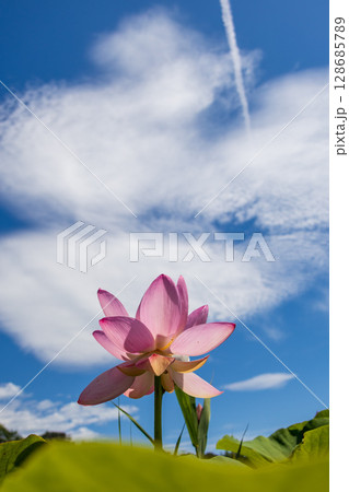 夏の空と中尊寺蓮 128685789