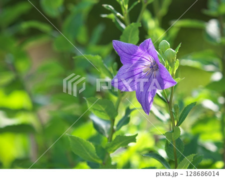 庭に咲いた一輪の桔梗 128686014