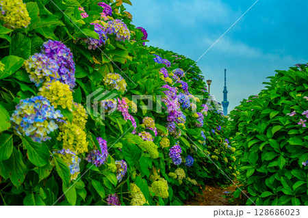 紫陽花(旧中川水辺公園) 紫陽花(旧中川水辺公園) 128686023