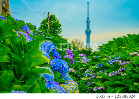 紫陽花（旧中川水辺公園） 128686024