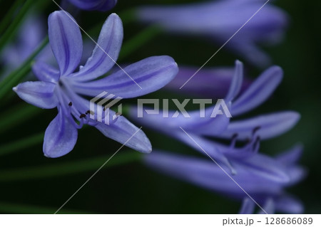 放射状の花、 放射状の花、 128686089