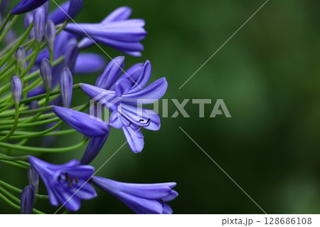 放射状の花、 放射状の花、 128686108
