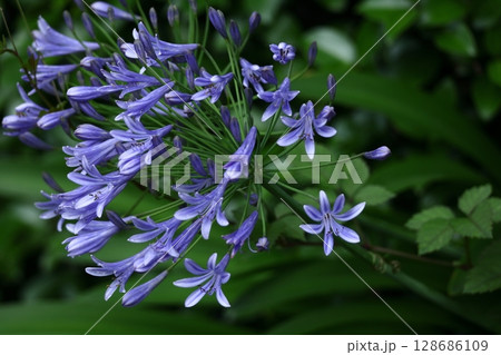放射状の花、 放射状の花、 128686109