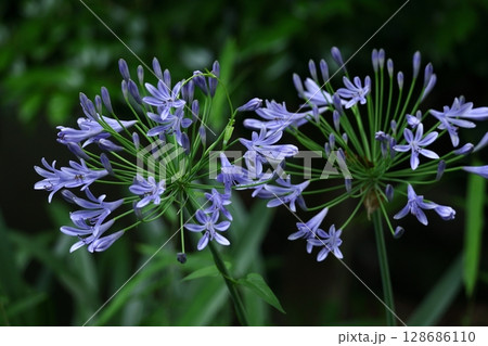 放射状の花、 放射状の花、 128686110