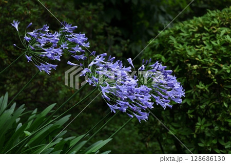 放射状に咲く 128686130