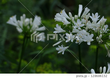 放射状に咲く 128686132