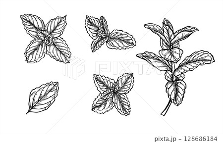 Fresh mint or melissa branch set line ink illustration in black and white. Aromatic officinalis herbs graphic sketch. Floral healthy plant clip art for organic product decor, cocktail menu. Fresh mint or melissa branch set line ink illustration in black and white. Aromatic officinalis herbs graphic sketch. Floral healthy plant clip art for organic product decor, cocktail menu. 128686184