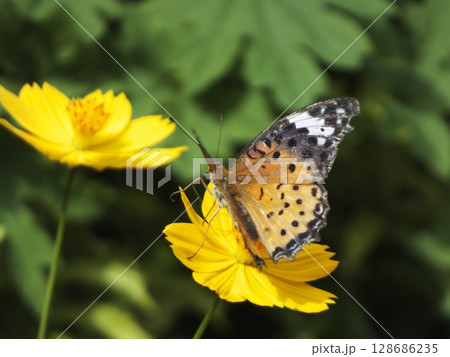 橙色のヒョウモンチョウが鮮やかな黄色の花にとまる 橙色のヒョウモンチョウが鮮やかな黄色の花にとまる 128686235