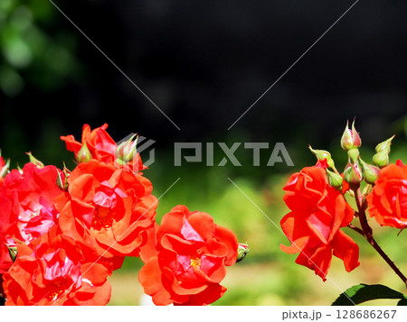 公園に咲く鮮やかな赤いバラの花 公園に咲く鮮やかな赤いバラの花 128686267