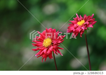 色鮮やかな大輪 128686313