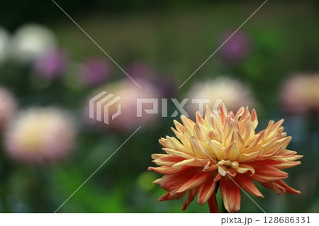 色鮮やかな大輪 128686331