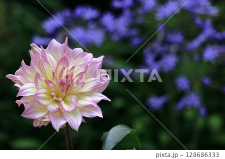 色鮮やかな大輪 色鮮やかな大輪 128686333