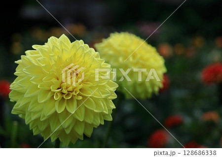 色鮮やかな大輪 色鮮やかな大輪 128686338