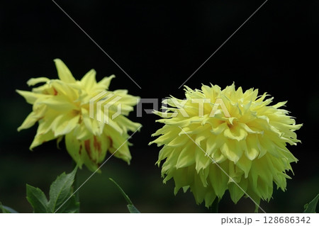 色鮮やかな大輪 128686342