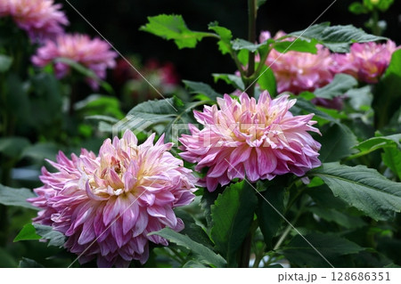 色鮮やかな大輪 128686351