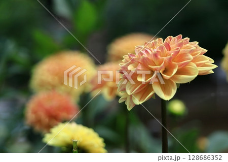 色鮮やかな大輪 色鮮やかな大輪 128686352