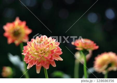 色鮮やかな大輪 128686356