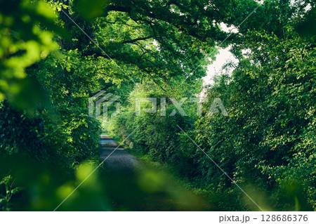Narrow Street through green nature Narrow Street through green nature 128686376