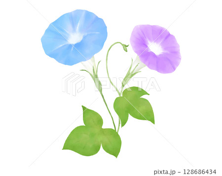 朝顔の花のイラスト 青色と紫色の花二輪 朝顔の花のイラスト 青色と紫色の花二輪 128686434
