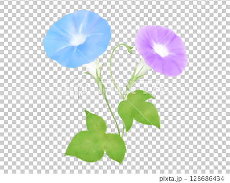朝顔の花のイラスト 青色と紫色の花二輪 朝顔の花のイラスト 青色と紫色の花二輪 128686434