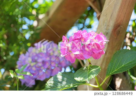 鎌倉の紫陽花 神奈川県 鎌倉の紫陽花 神奈川県 128686449