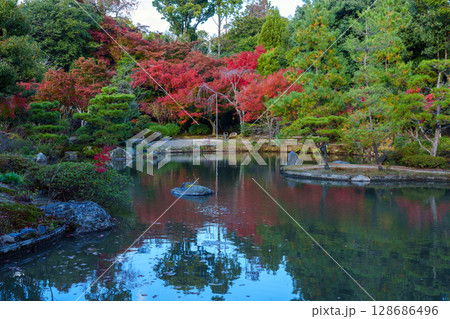 秋の京都　法金剛院庭園　池と紅葉 128686496