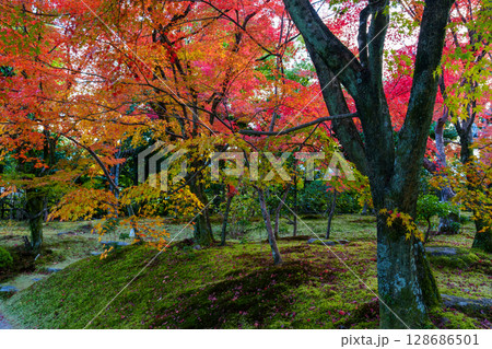 秋の京都 法金剛院庭園 秋, 紅葉, 池, 法金剛院, 寺, 苑池, モミジ, 庭, 京都, リ紅葉 秋の京都 法金剛院庭園 秋, 紅葉, 池, 法金剛院, 寺, 苑池, モミジ, 庭, 京都, リ紅葉 128686501
