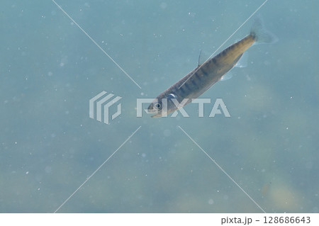 サケの稚魚(千歳サケのふるさと館、現在は サケのふるさと 千歳水族館) サケの稚魚(千歳サケのふるさと館、現在は サケのふるさと 千歳水族館) 128686643