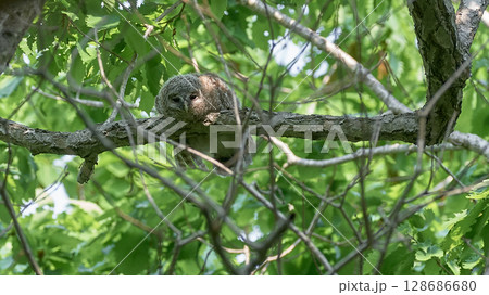 エゾフクロウ　幼鳥 128686680
