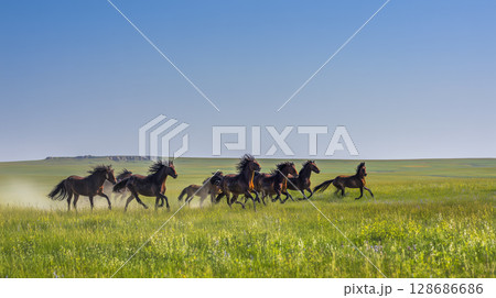 草原を駆け抜ける野生の馬たち|力強く自由な生命の躍動感あふれる風景 草原を駆け抜ける野生の馬たち|力強く自由な生命の躍動感あふれる風景 128686686