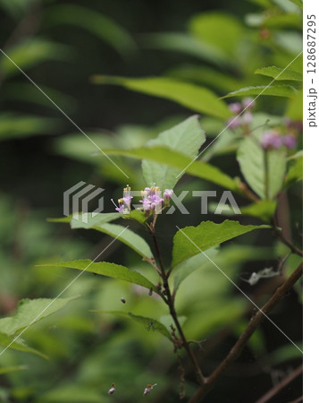 ムラサキシキブの花 128687295