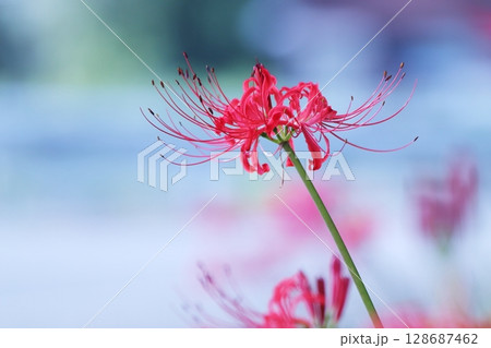 赤い彼岸花 赤い彼岸花 128687462