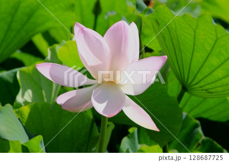 初夏のたよりはすの花開花 128687725