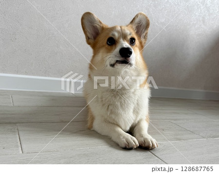 A serious corgi is relaxing at home . High quality photo 128687765