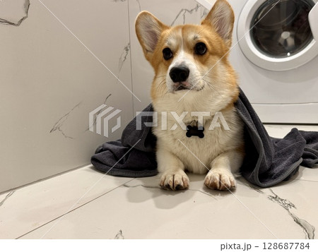 A satisfied corgi is lying in the bathroom. High quality photo A satisfied corgi is lying in the bathroom. High quality photo 128687784