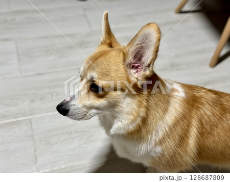A happy corgi is relaxing at home. High quality photo A happy corgi is relaxing at home. High quality photo 128687809