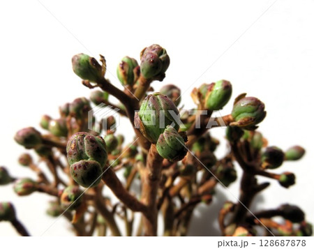 サンデルシー 128687878