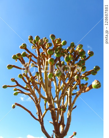 サンデルシー 128687881