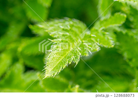 新緑～ポピーの葉～ 128688073