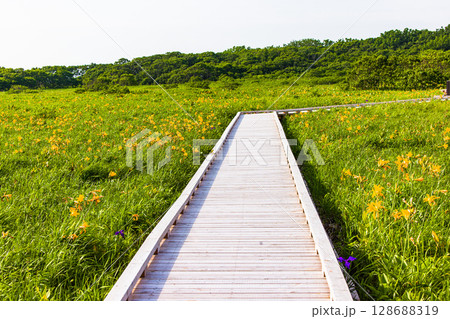 【北海道_天塩郡_サロベツ原野】夏のサロベツ原生花園 128688319