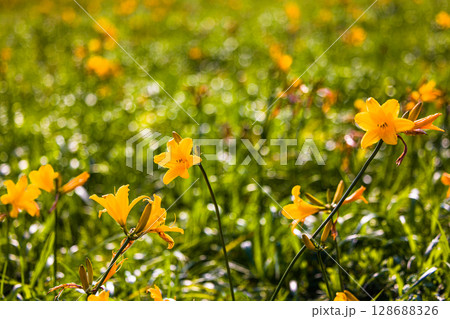 【北海道_天塩郡_サロベツ原野】夏のサロベツ原生花園 128688326