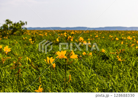 【北海道_天塩郡_サロベツ原野】夏のサロベツ原生花園 【北海道_天塩郡_サロベツ原野】夏のサロベツ原生花園 128688330