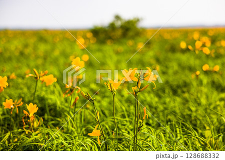 【北海道_天塩郡_サロベツ原野】夏のサロベツ原生花園 128688332