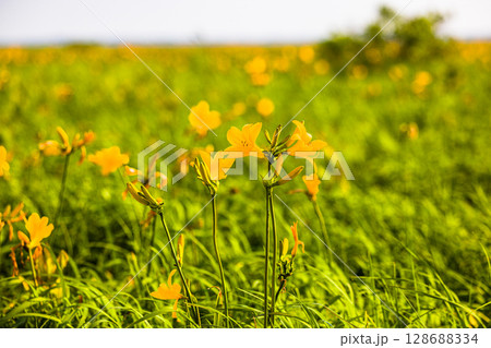 【北海道_天塩郡_サロベツ原野】夏のサロベツ原生花園 128688334