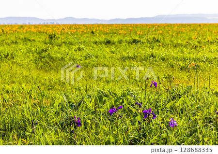 【北海道_天塩郡_サロベツ原野】夏のサロベツ原生花園 128688335