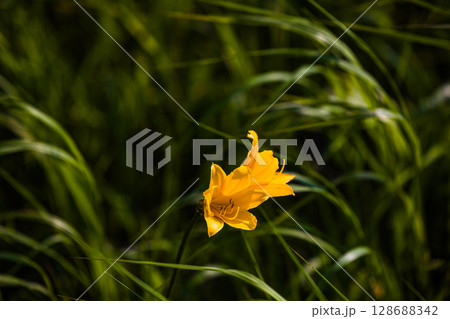 【北海道_天塩郡_サロベツ原野】夏のサロベツ原生花園 128688342