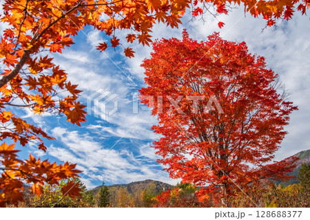 【乗鞍高原の秋】一の瀬園地・真っ赤な『大カエデ』 128688377