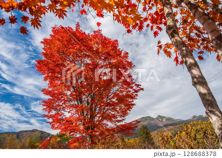 【乗鞍高原の秋】一の瀬園地・真っ赤な『大カエデ』 128688378